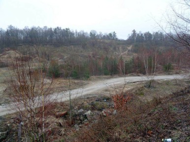 В Калининградской области показали послание из мистического леса пруссов