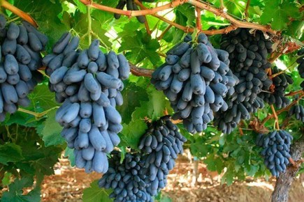 Виноград Аватар: как получить идеальный урожай в 2025 году