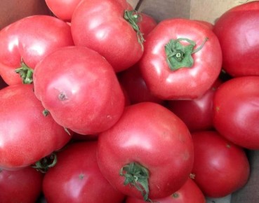 В Калининградской области гусеницы копошились в тоннах в помидорах из Турции