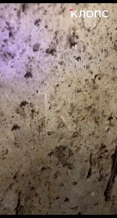 «Ловим комаров пылесосом»: из-за затопленного подвала в жилом доме в Калининграде — вонь и тучи насекомых