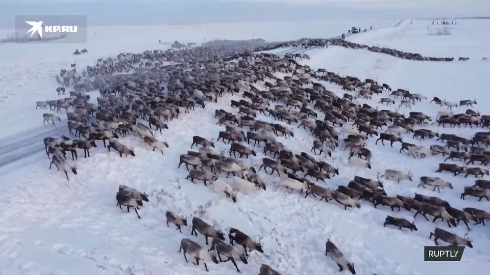 Ответ камчатским оленям от оленей из Ямало-Ненецкого автономного округа