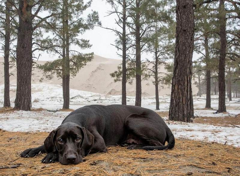 Под Зеленоградском уже отменяют собак