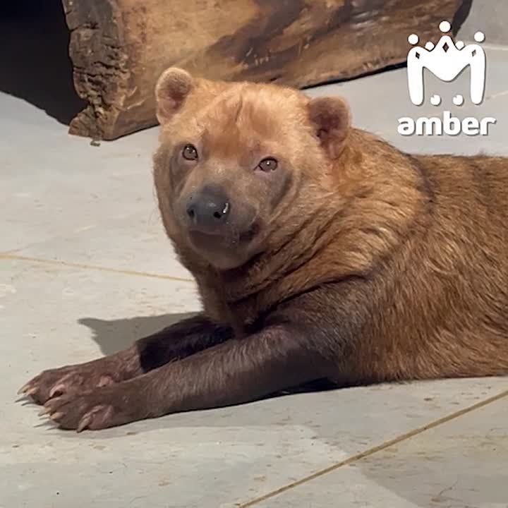 Кустарниковая собака из калининградского зоопарка на выходных будет батониться