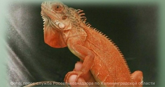 В Россельхознадзоре рассказали, как игуану Эльзу в Москву провожали