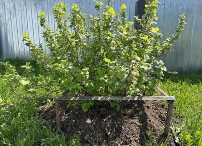 Удивительные секреты повышения урожайности смородины