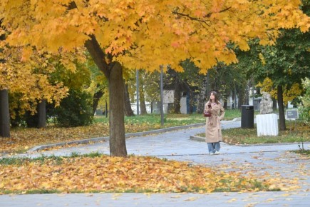 В Калининграде посадят клёны и липы