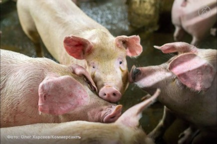 Имущество тамбовского мясоптицекомбината продают за 135 млн