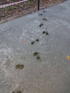 Гости Куршской косы продолжают топтаться по строящейся велодорожке, несмотря на просьбы нацпарка