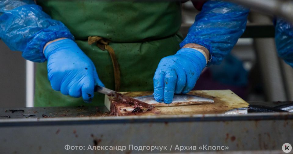 В Калининградской области за 9 месяцев 2025 объёмы переработки рыбы выросли на 13,3%