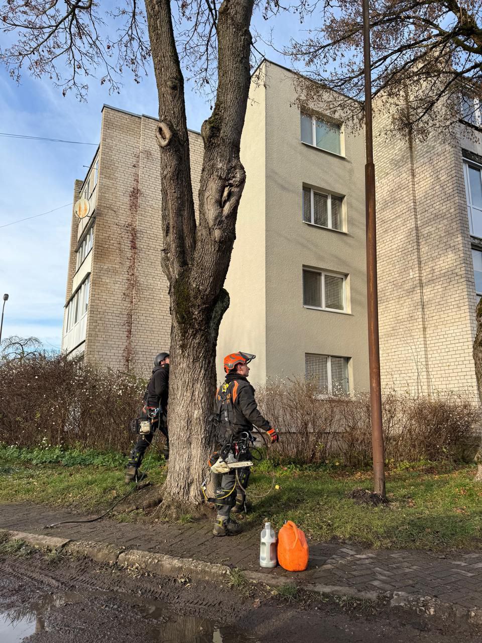 В Советске с размахом стригут деревья В Советске с размахом стригут деревья