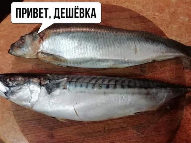 В консервах "Скумбрия атлантическая" оказалась скумбрия не атлантическая