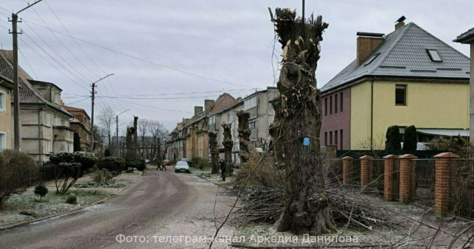 Власти Советска заявили о хорошем темпе обрезки деревьев