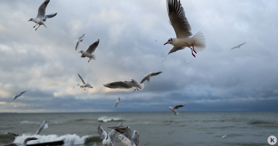 Погода в Калининграде и области в воскресенье