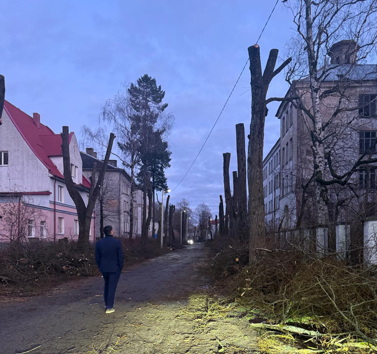 В Советске с размахом стригут деревья В Советске с размахом стригут деревья