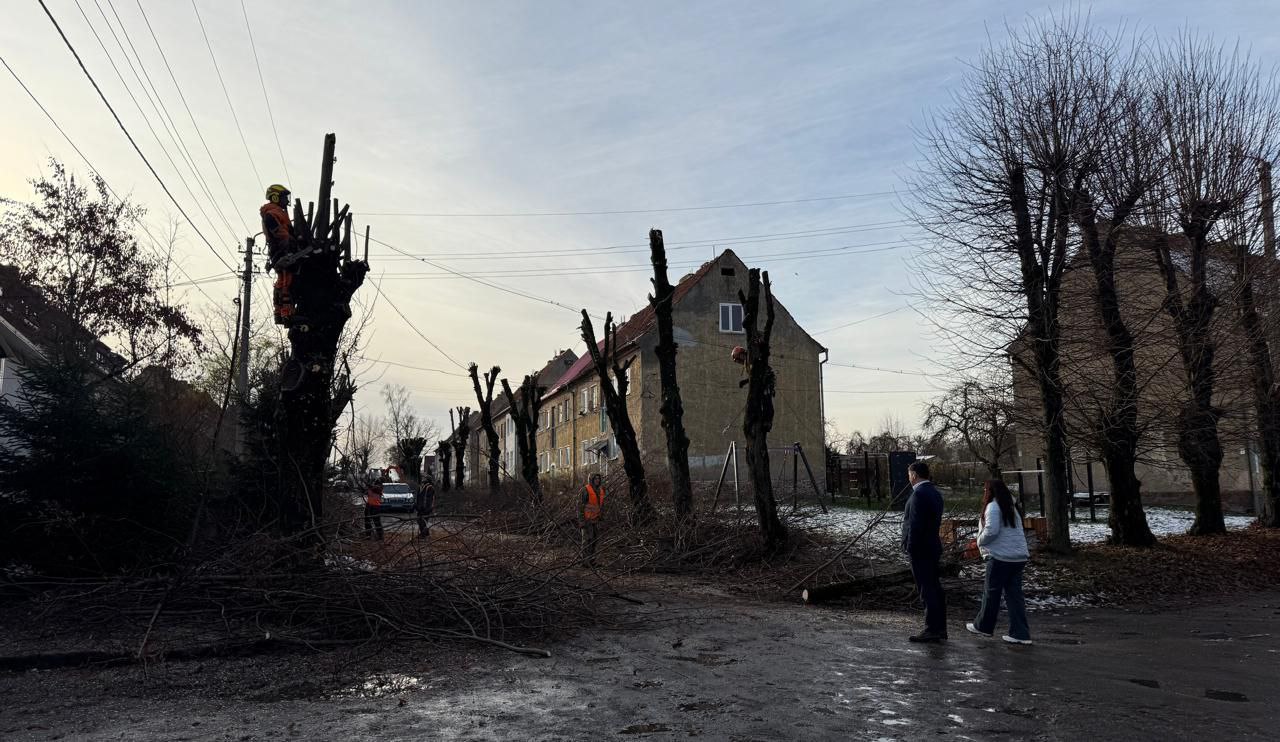 В Советске с размахом стригут деревья В Советске с размахом стригут деревья
