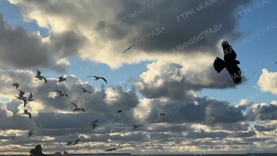 Чайки не просто птицы — они хранители моря, его голос, его память и его душа