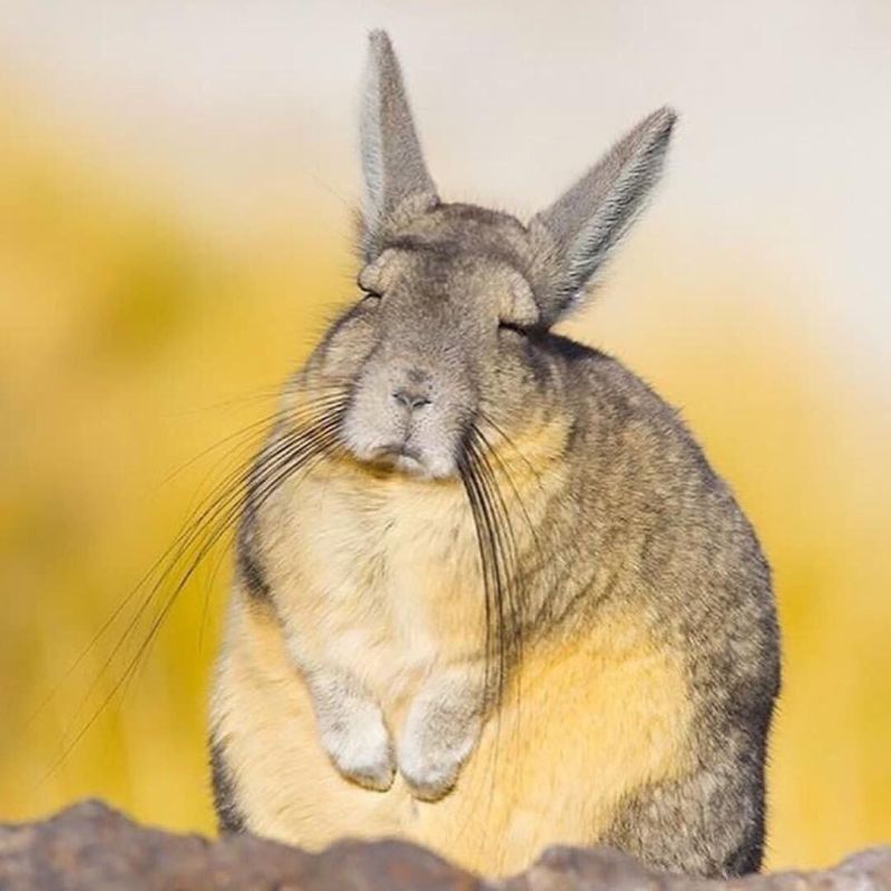 Тотемное животное воскресенья – горная вискаша