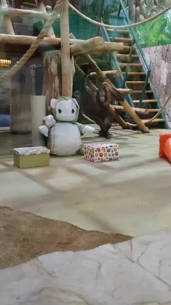 У орангутана Оле переходный возраст