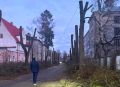 Бесплатно: власти Советска отдают обрезки деревьев на дрова жителям