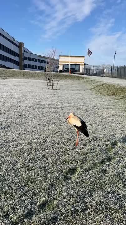 Вот это да! Аист гуляет прямо сейчас по территории Онкоцентра