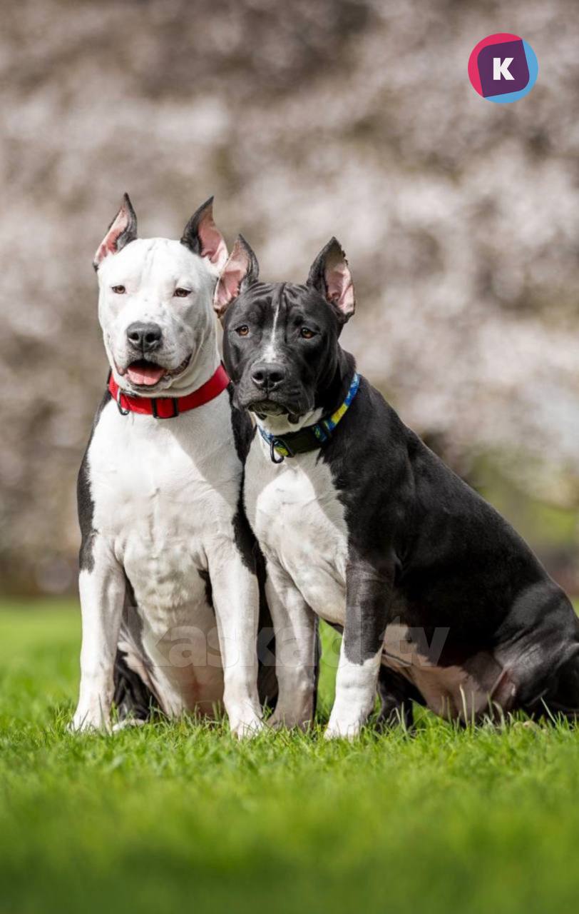 Бьет, морит голодом и не пускает на улицу: в Светлом местные жители испугались за судьбу породистых собак Бьет, морит голодом и не пускает на улицу: в Светлом местные жители испугались за судьбу породистых собак