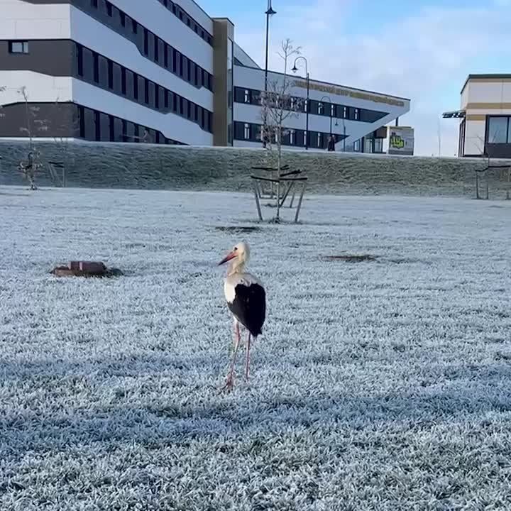 На территории Онкологического центра заметили необычного гостя