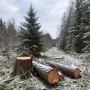 Житель Славского района стал фигурантом уголовного дела за незаконную рубку хвойного дерева