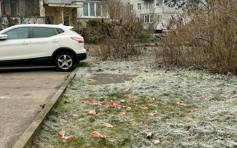 В Калининграде на глазах у детей плодят полчища крыс