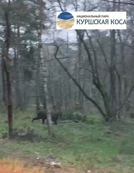 Олень на Куршской косе показал туристам свои огромные рога