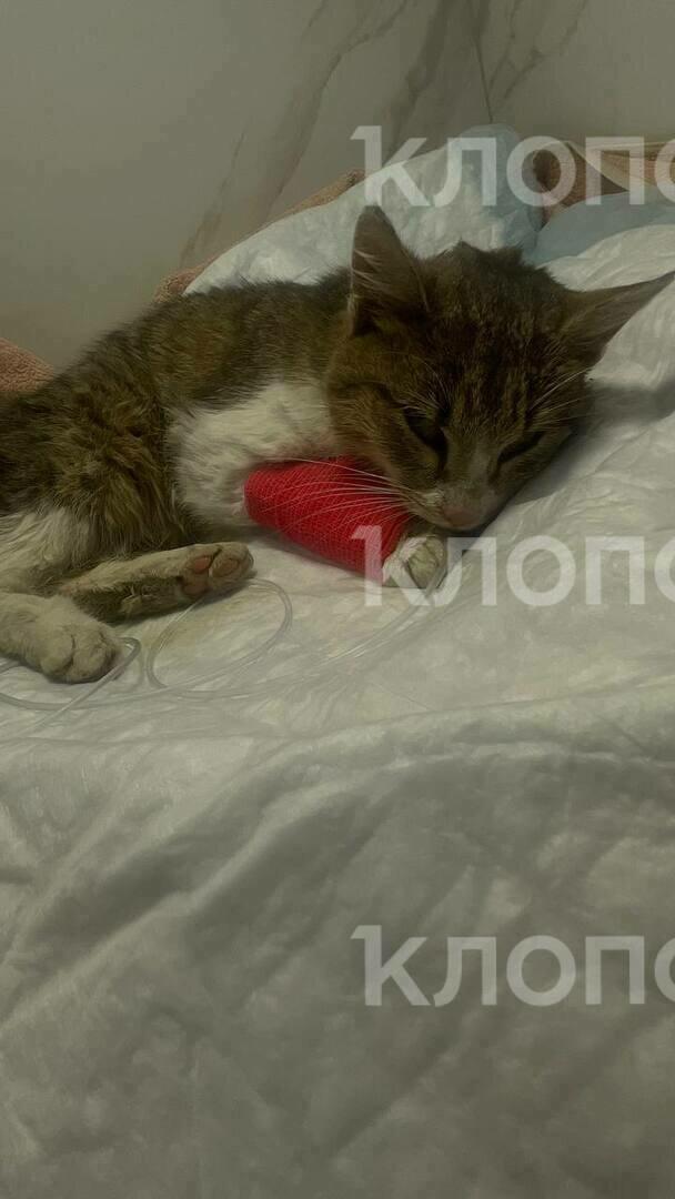 В Калининграде на складе «Озона» нашли едва живую кошку в опечатанном контейнере, который шёл почти три недели В Калининграде на складе «Озона» нашли едва живую кошку в опечатанном контейнере, который шёл почти три недели