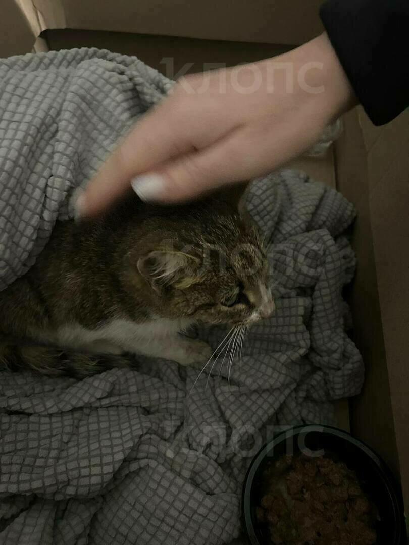 В Калининграде на складе «Озона» нашли едва живую кошку в опечатанном контейнере, который шёл почти три недели В Калининграде на складе «Озона» нашли едва живую кошку в опечатанном контейнере, который шёл почти три недели