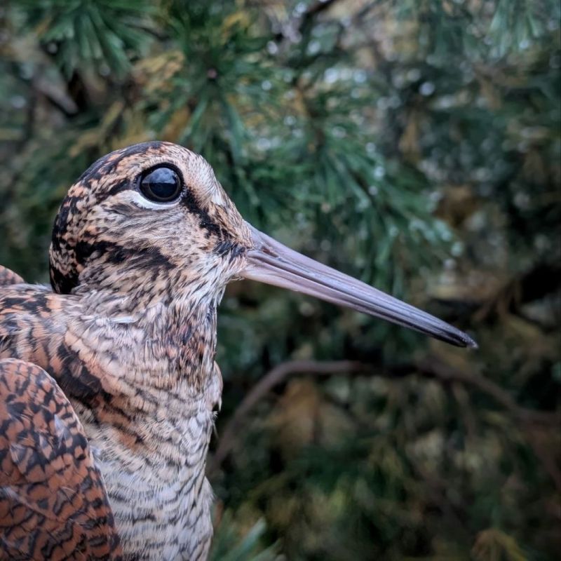 Доброе утро, друзья!. Калининградские орнитологи показали великолепного вальдшнепа (Scolopax rusticola)