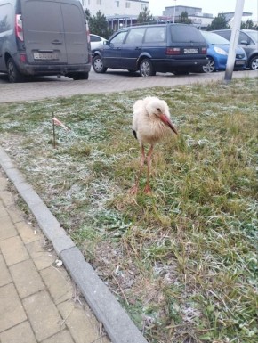 Аиста, который бродил у онкоцентра и кардиоцентра Калининграда, решено отловить