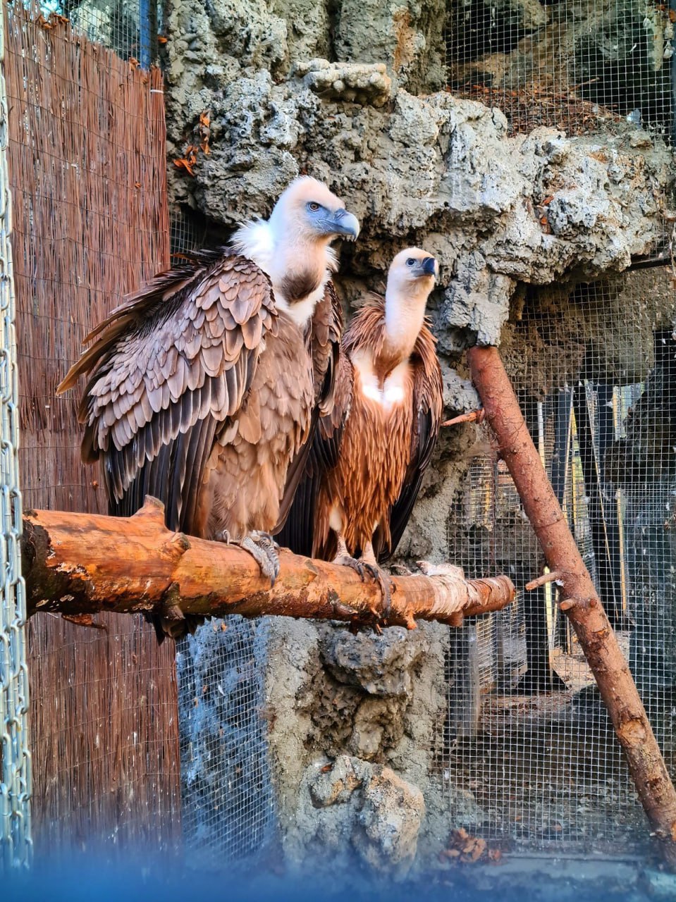 В зоопарке дали имя птенцу белоголового сипа