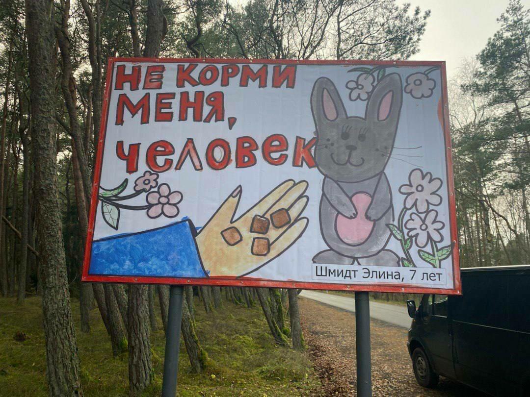 «Не корми меня!»: детские рисунки появились на билбордах вдоль дороги на Куршской косе «Не корми меня!»: детские рисунки появились на билбордах вдоль дороги на Куршской косе