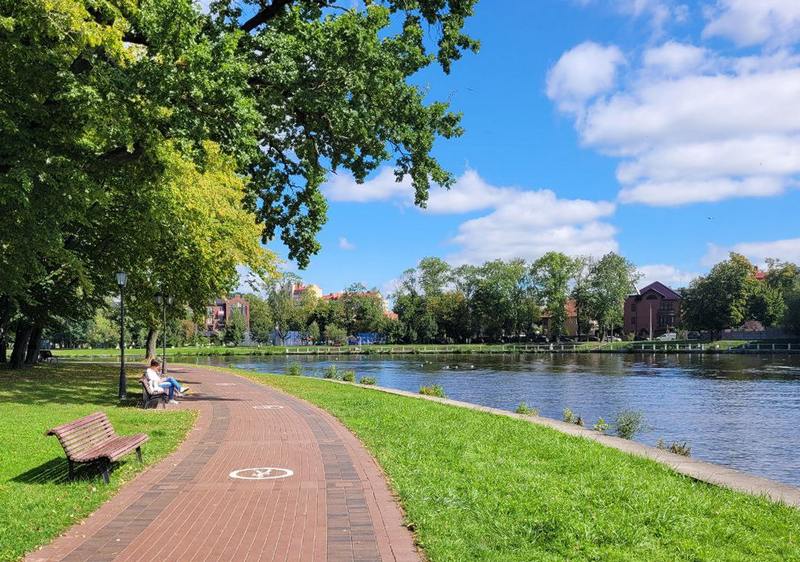 Умирающих уток в центре Калининграда уже заметили из Москвы