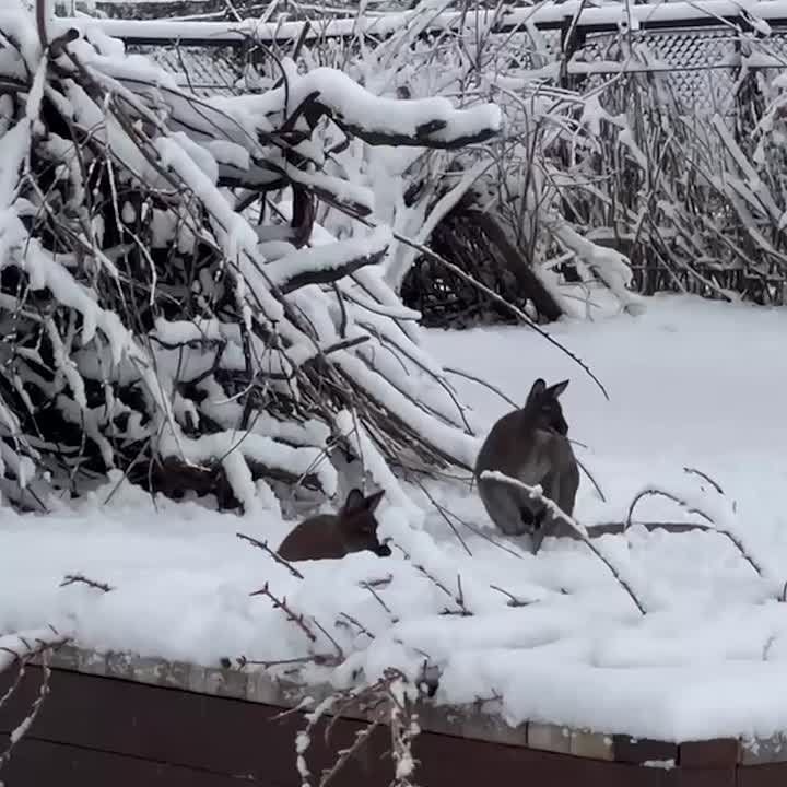 В Калининградском зоопарке кенгуру спокойно переносят снег благодаря своей густой шерсти, которая защищает их от холода