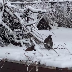 В Калининградском зоопарке кенгуру спокойно переносят снег благодаря своей густой шерсти, которая защищает их от холода