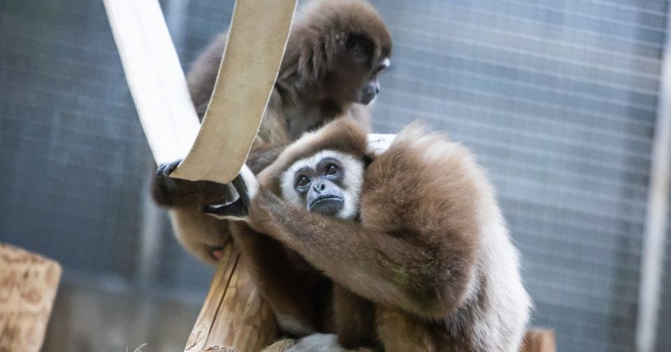 Калининградский зоопарк опубликовал список новогодних подарков, о которых мечтают его обитатели