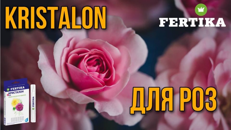 Как заботиться о комнатных кустовых розах