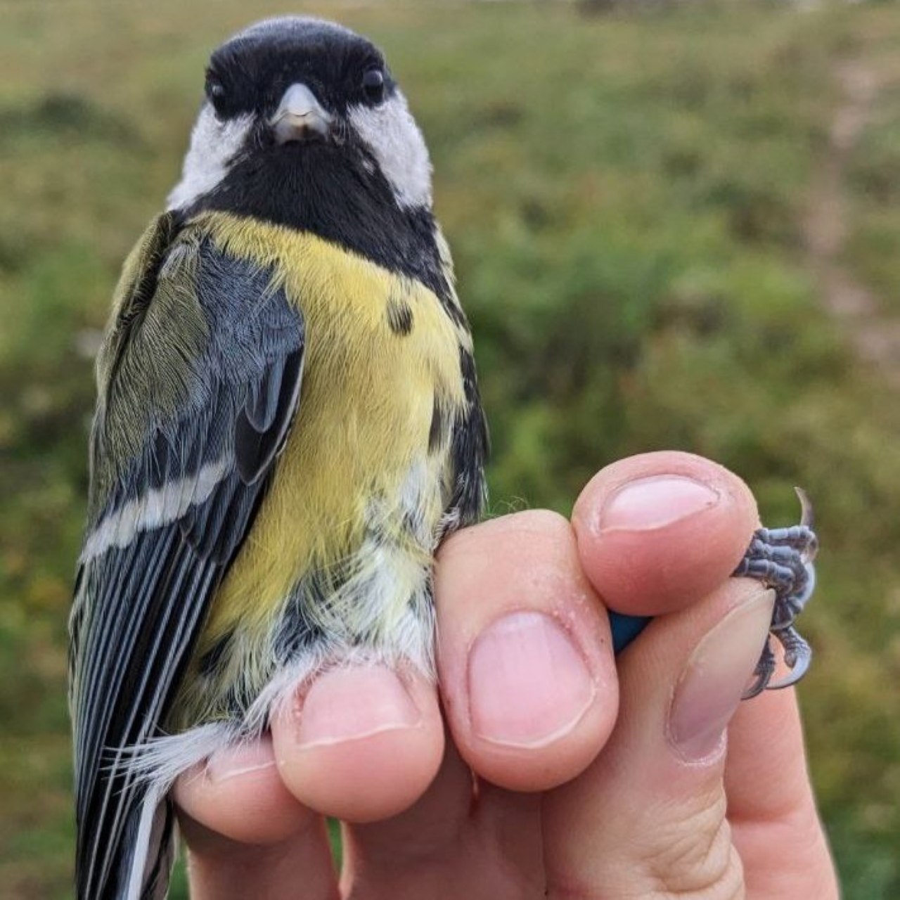 Доброе утро, друзья!. Калининградские орнитологи показали самку большой синицы (Parus major) Доброе утро, друзья!. Калининградские орнитологи показали самку большой синицы (Parus major)