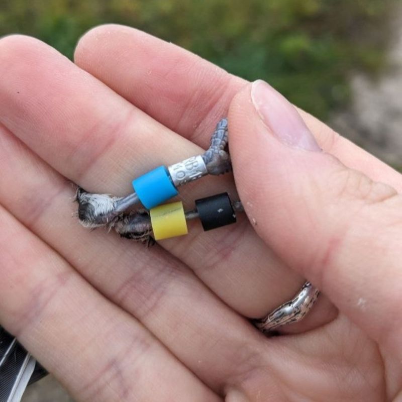  , !.       (Parus major)