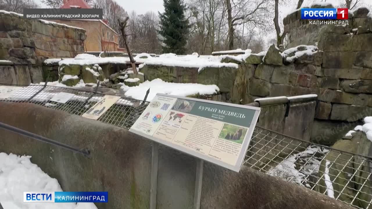 Снег впечатлил и обитателей Калининградского зоопарка