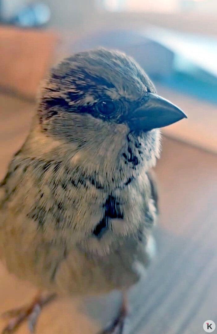 Калининградца очаровал общительный воробей, который ежедневно прилетает в офис испанской компании