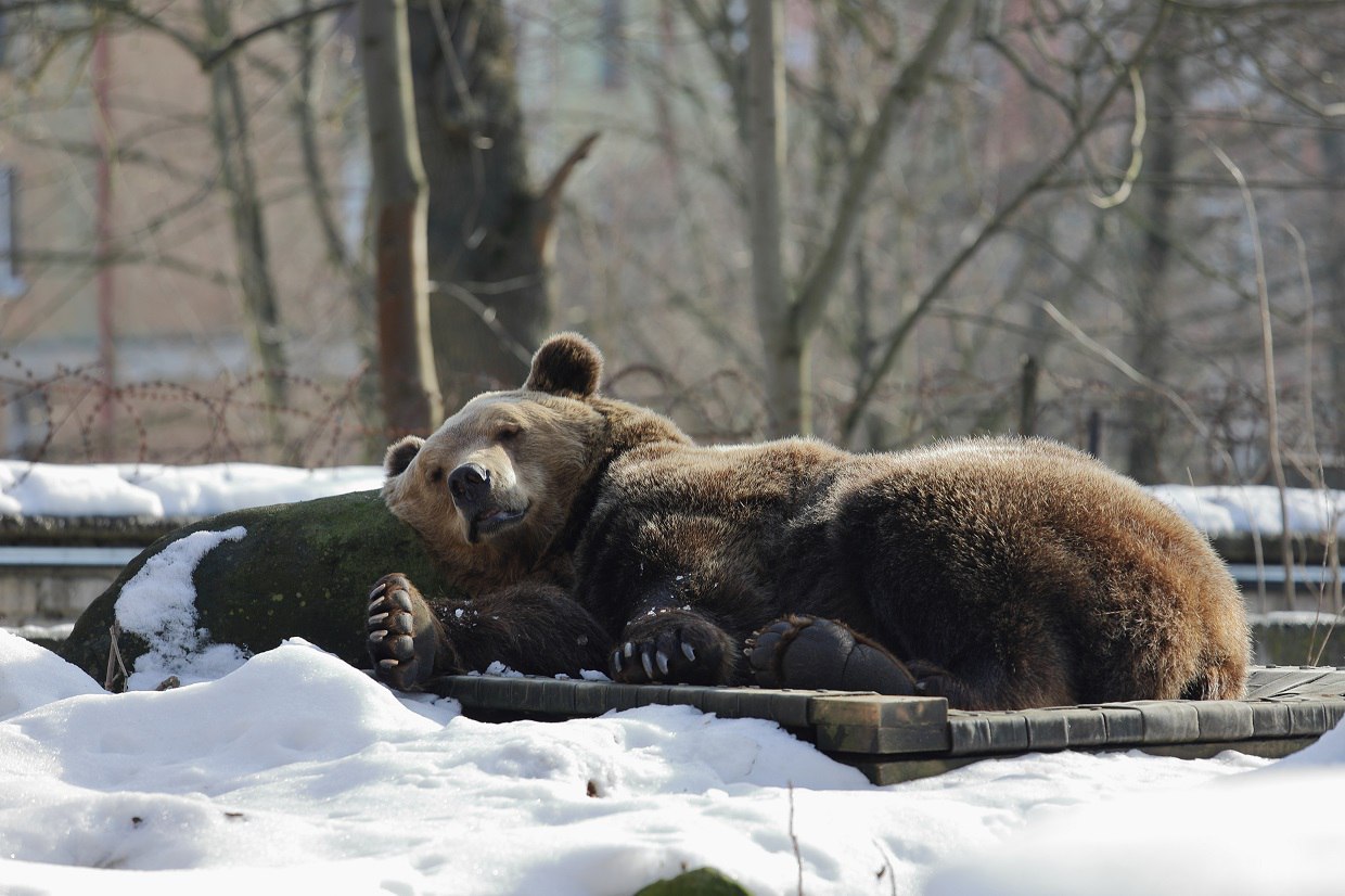 Настроение дня (недели, да и всей предстоящей зимы) — медведь Фима