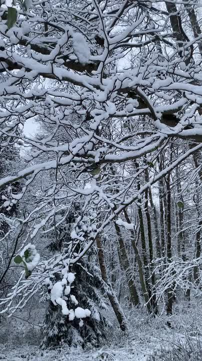  , !.             03 C,     4 C,       0+2 C.    ...