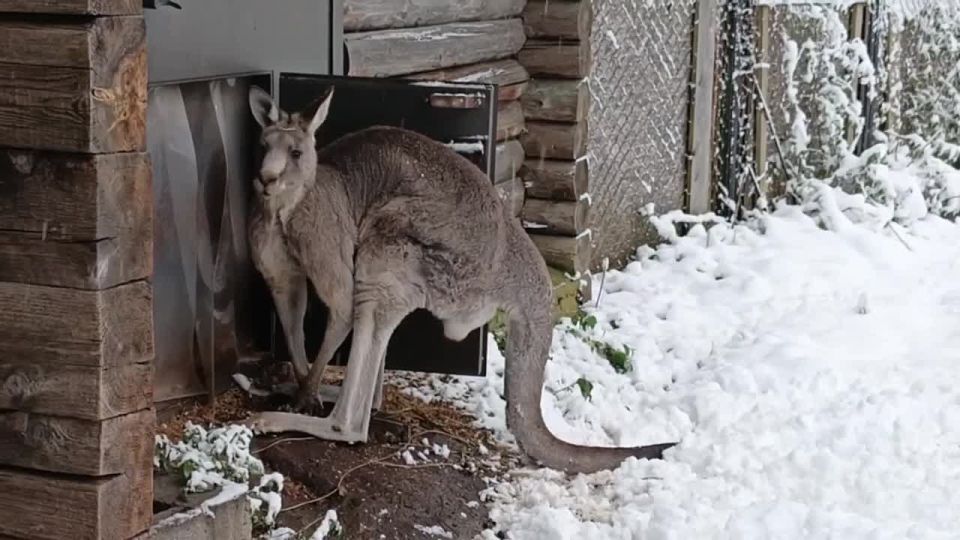 Выпавший снег для нас — повод слепить снеговика и покидаться снежками, а вот у животных всё иначе: кенгуру Фил из Калининградского зоопарка, кажется, не особо удивился