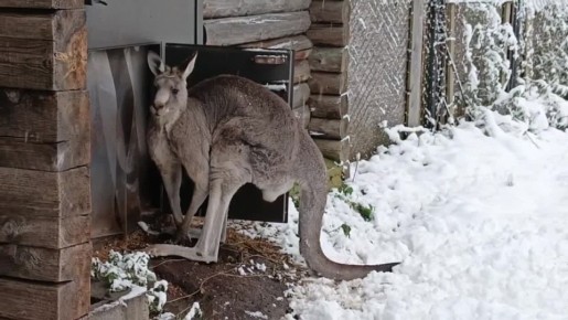 Выпавший снег для нас — повод слепить снеговика и покидаться снежками, а вот у животных всё иначе: кенгуру Фил из Калининградского зоопарка, кажется, не особо удивился