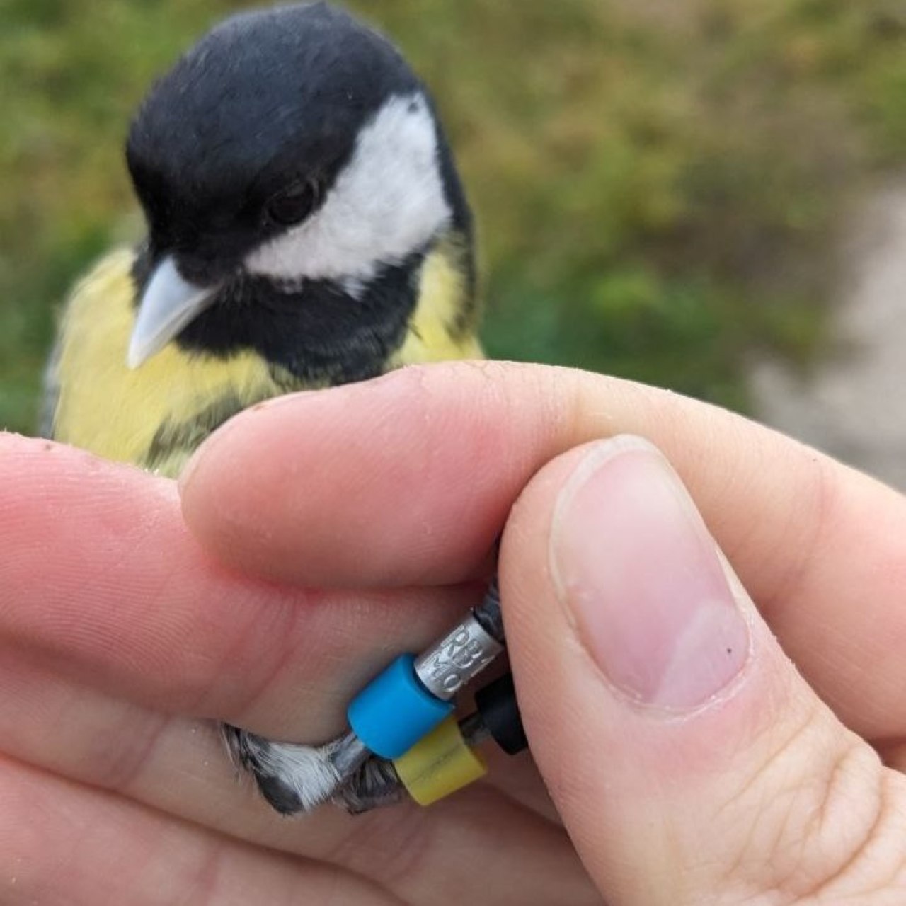 Доброе утро, друзья!. Калининградские орнитологи показали самку большой синицы (Parus major) Доброе утро, друзья!. Калининградские орнитологи показали самку большой синицы (Parus major)