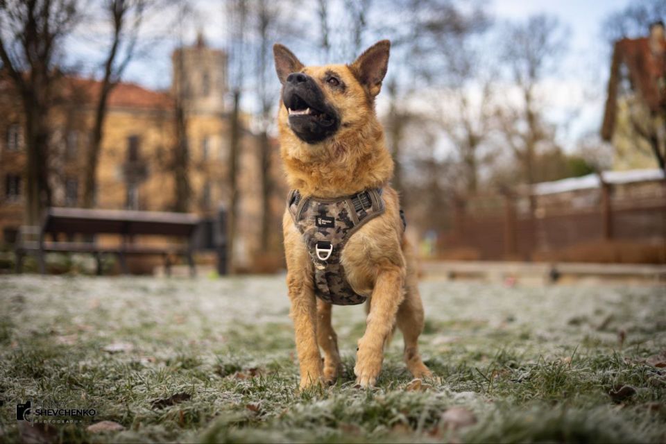 В Калининградской области ищёт хозяина собаке со сложной судьбой